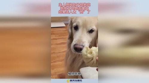 娱乐吃瓜酱送小狗视频